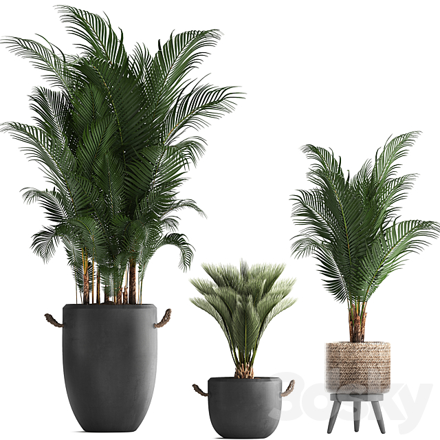 Collection of modern plants in black pots and baskets with Palm trees hovea. Likuala. loft. Set 422. 3DSMax File - thumbnail 2