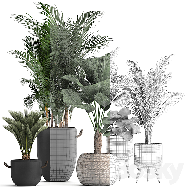 Collection of modern plants in black pots and baskets with Palm trees hovea. Likuala. loft. Set 422. 3DSMax File - thumbnail 3