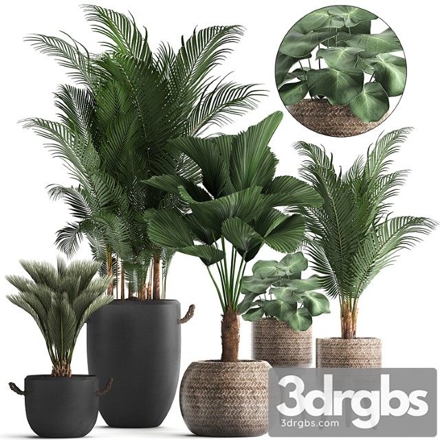 Collection of modern plants in black pots and baskets with palm trees hovea, likuala, loft. set 422. - thumbnail 1