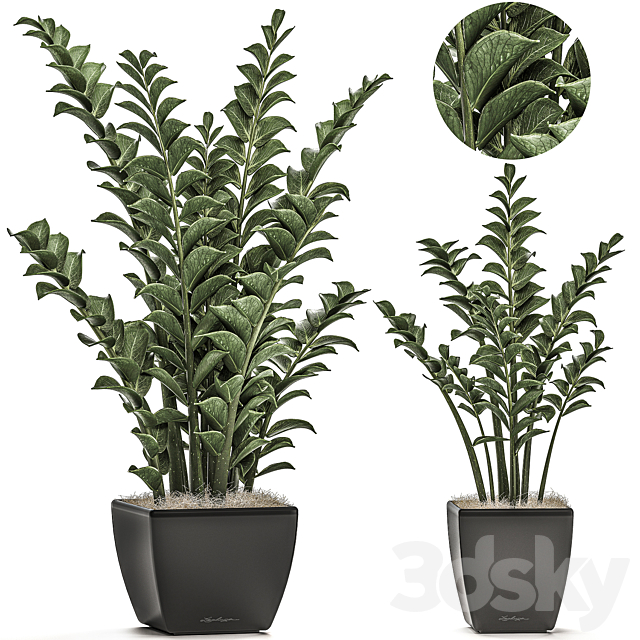 Collection of office plants in black pots with Zamiokulkas flower. money tree. Set 527. 3DSMax File - thumbnail 1