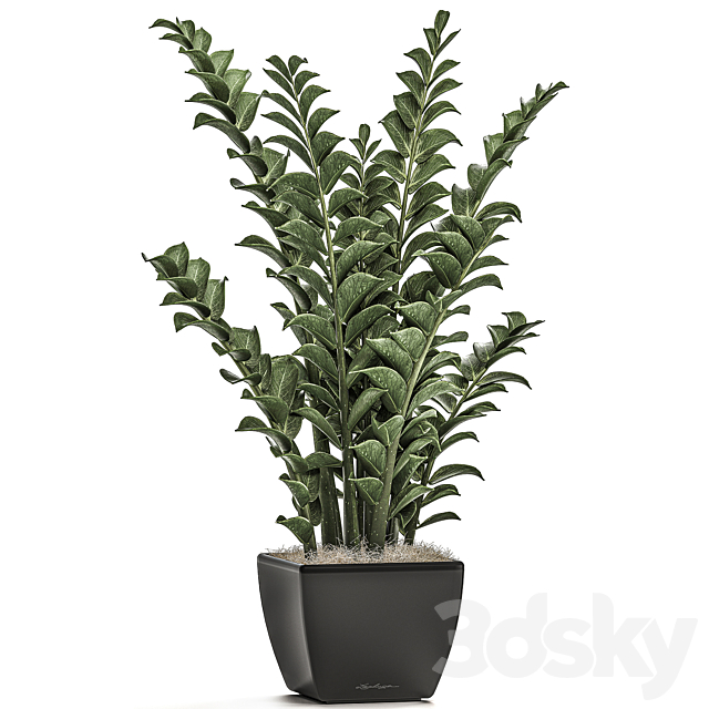 Collection of office plants in black pots with Zamiokulkas flower. money tree. Set 527. 3DSMax File - thumbnail 2