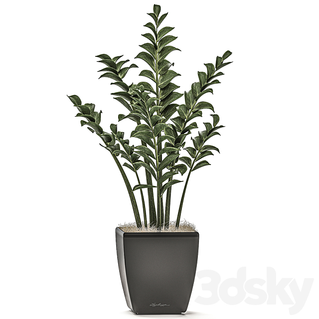 Collection of office plants in black pots with Zamiokulkas flower. money tree. Set 527. 3DSMax File - thumbnail 3