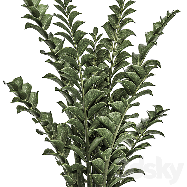 Collection of office plants in black pots with Zamiokulkas flower. money tree. Set 527. 3DSMax File - thumbnail 4