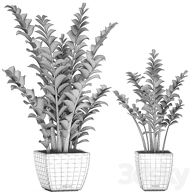 Collection of office plants in black pots with Zamiokulkas flower. money tree. Set 527. 3DSMax File - thumbnail 5