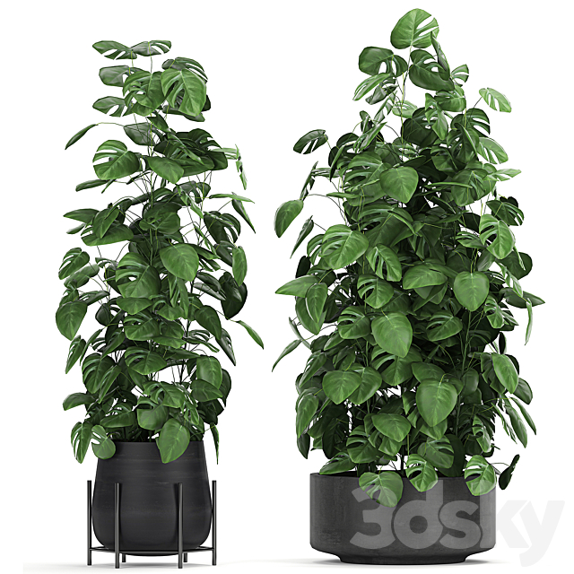 Collection of ornamental bushes of plants in black pots of Monstera curly. Set 775 3DS Max Model - thumbnail 2