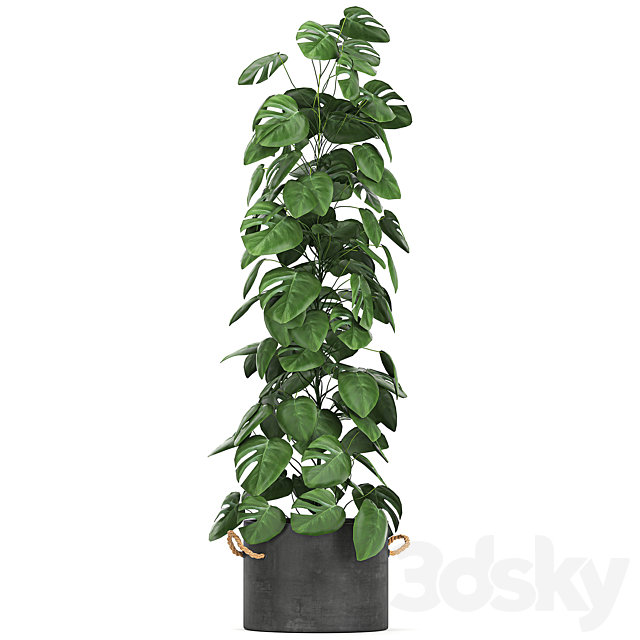 Collection of ornamental bushes of plants in black pots of Monstera curly. Set 775 3DS Max Model - thumbnail 3