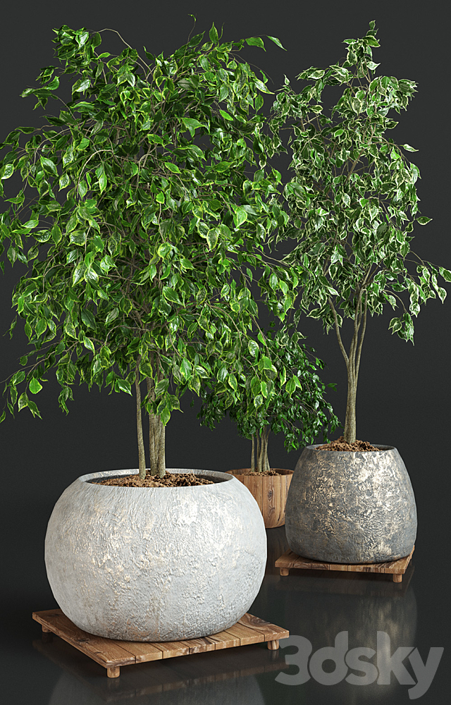 Collection of plants 1 | ficus 3DS Max Model - thumbnail 2