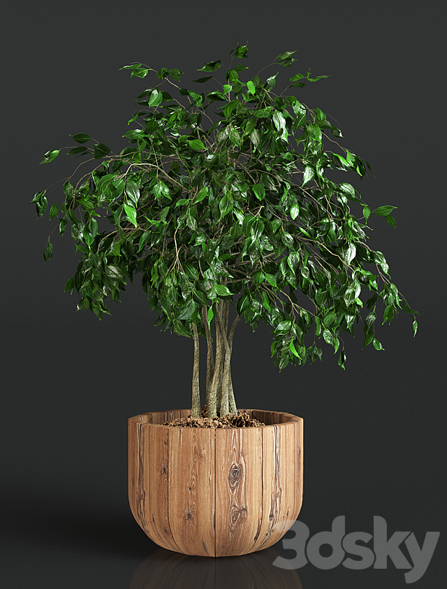 Collection of plants 1 | ficus 3DS Max Model - thumbnail 3