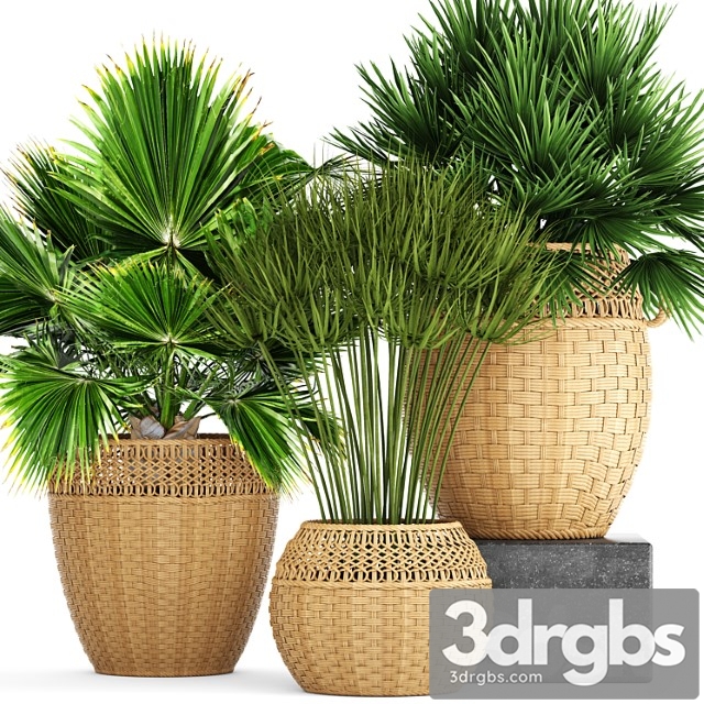 Collection Of Plants 103 Chamerops Brachea Fan Palm Wicker Basket Rattan Flower Pot Bush Umbellate 3dsmax Download - thumbnail 1