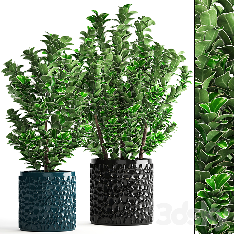 Collection of plants 104. boxwood flower pot bush office plants decorative flowerpot 3DS Max - thumbnail 1