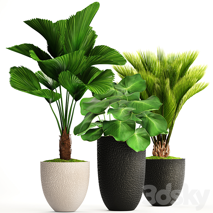 Collection of plants 116. Likuala white flowerpot flower pot cycas ornamental palm tree exotic bush 3DS Max - thumbnail 1