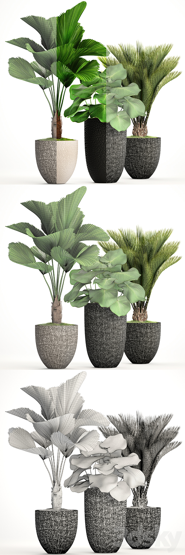 Collection of plants 116. Likuala. white flowerpot. flower. pot. cycas. ornamental palm tree. exotic. bush 3DSMax File - thumbnail 3