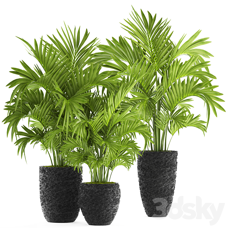 Collection of plants 118. Decorative palm trees hovea kentia black pot flowerpot indoor interior areca Howea forsteriana 3DS Max - thumbnail 1