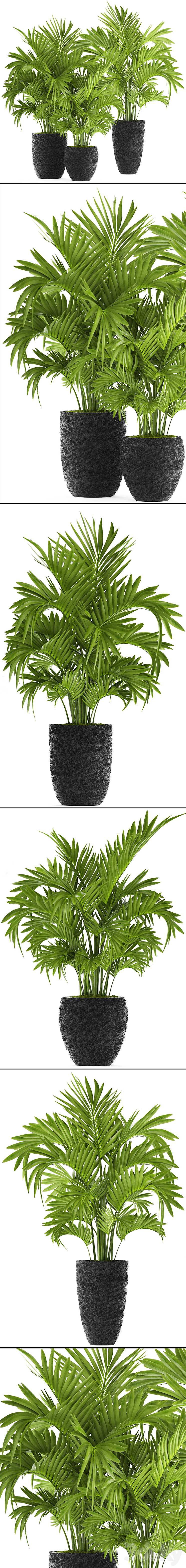 Collection of plants 118. Decorative palm trees hovea kentia black pot flowerpot indoor interior areca Howea forsteriana 3DS Max - thumbnail 2