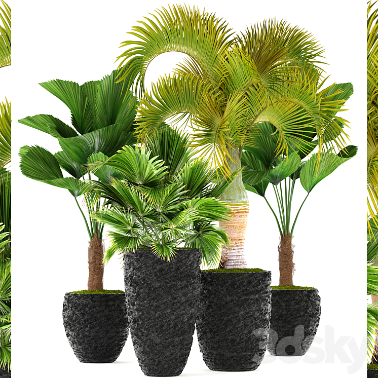 Collection of plants 120. Exotic plants palm chameropm likuala fan Chioforbe brochea indoor decorative pot flowerpot 3DS Max - thumbnail 1