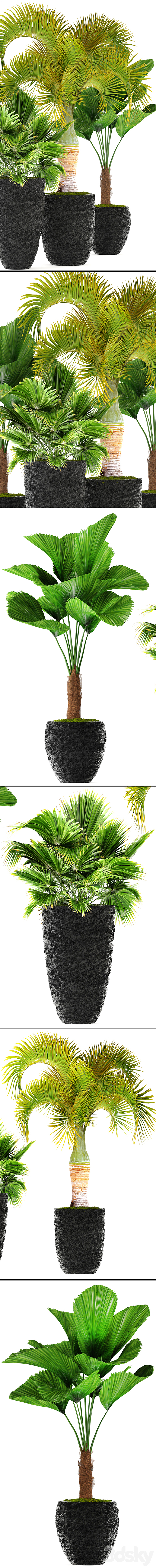 Collection of plants 120. Exotic plants palm chameropm likuala fan Chioforbe brochea indoor decorative pot flowerpot 3DS Max - thumbnail 2