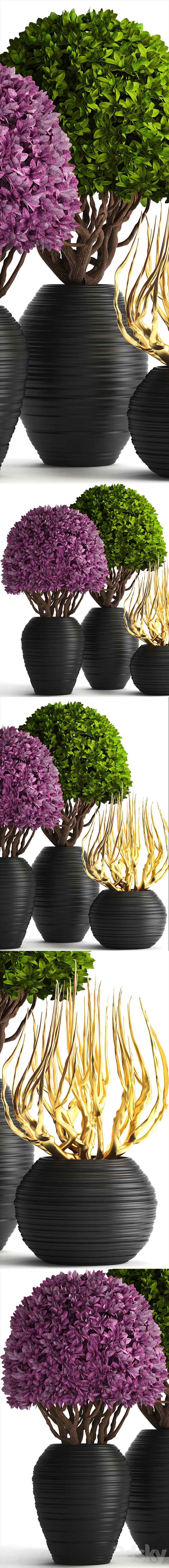 Collection of plants 129. Boxwood topiary topiary decorative vases decor golden branches 3DS Max - thumbnail 2