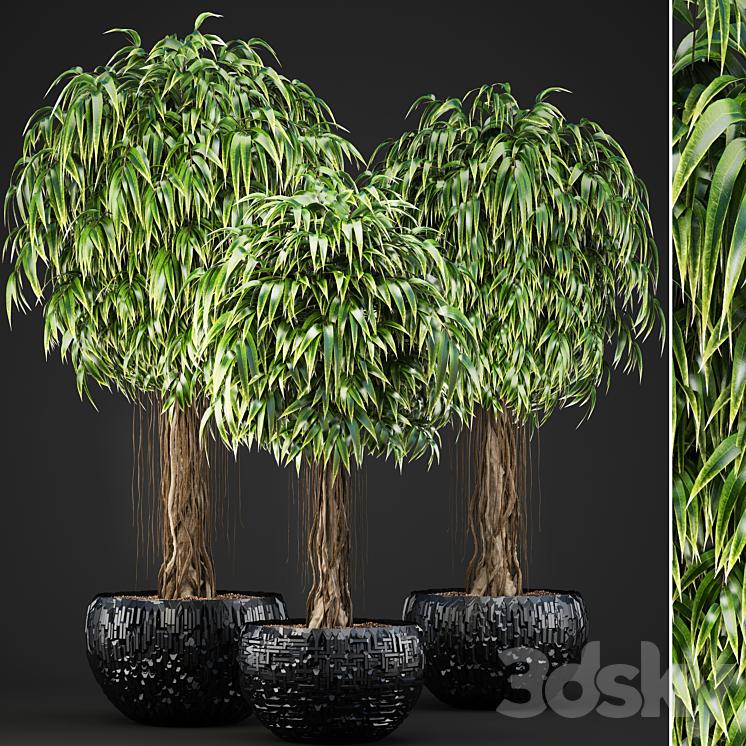 Collection of plants 131. Ficus Alii Ficus binnendiyka ornamental tree black pot loft Ficus Ali flowerpot 3DS Max - thumbnail 1