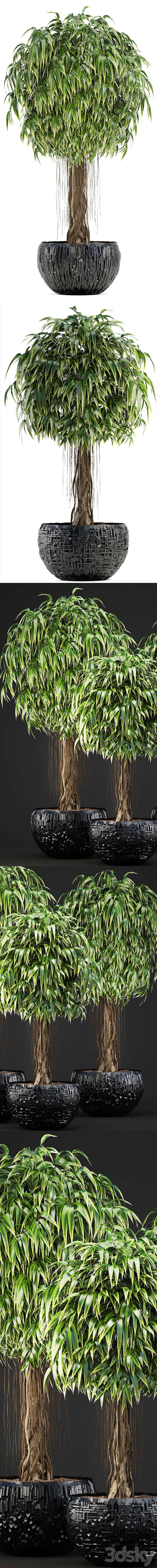 Collection of plants 131. Ficus Alii Ficus binnendiyka ornamental tree black pot loft Ficus Ali flowerpot 3DS Max - thumbnail 2