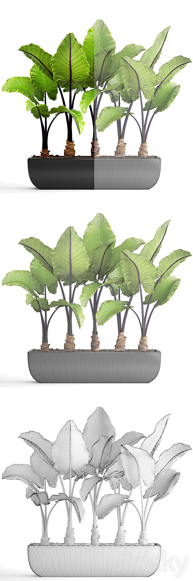 Collection of plants 143. Alocasia macrorrhiza alocasia pot black flowerpot bush tropical exotic plant 3DS Max Model - thumbnail 3