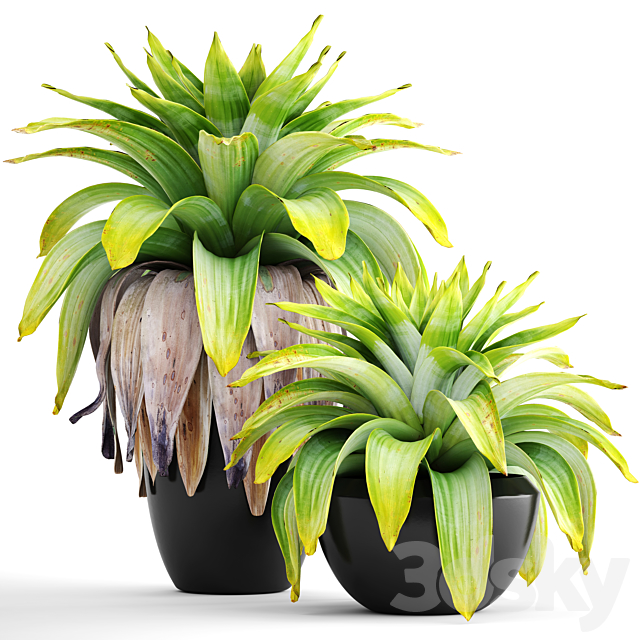 Collection of plants 144. Tropical plant. bromelia. pot. black flowerpot. bush. tropical. exotic plant 3DSMax File - thumbnail 1