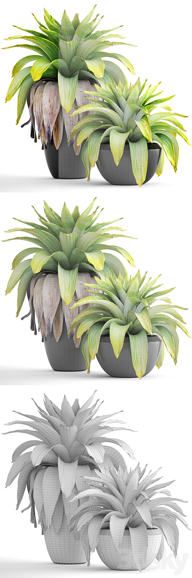 Collection of plants 144. Tropical plant. bromelia. pot. black flowerpot. bush. tropical. exotic plant 3DSMax File - thumbnail 3