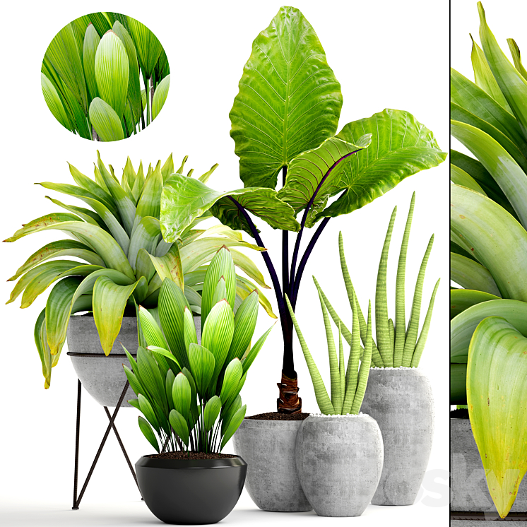 Collection of plants 145. tropical plants bromeliad concrete pot flowerpot alocasia bush sansevieria exotic bromelia 3DS Max - thumbnail 1