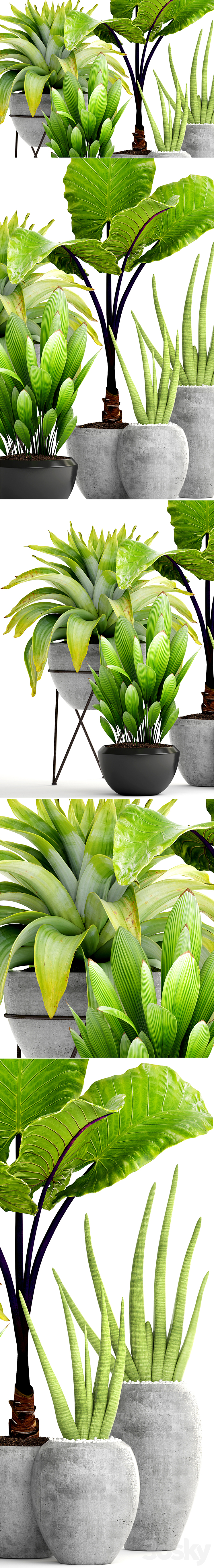 Collection of plants 145. tropical plants bromeliad concrete pot flowerpot alocasia bush sansevieria exotic bromelia 3DS Max - thumbnail 2