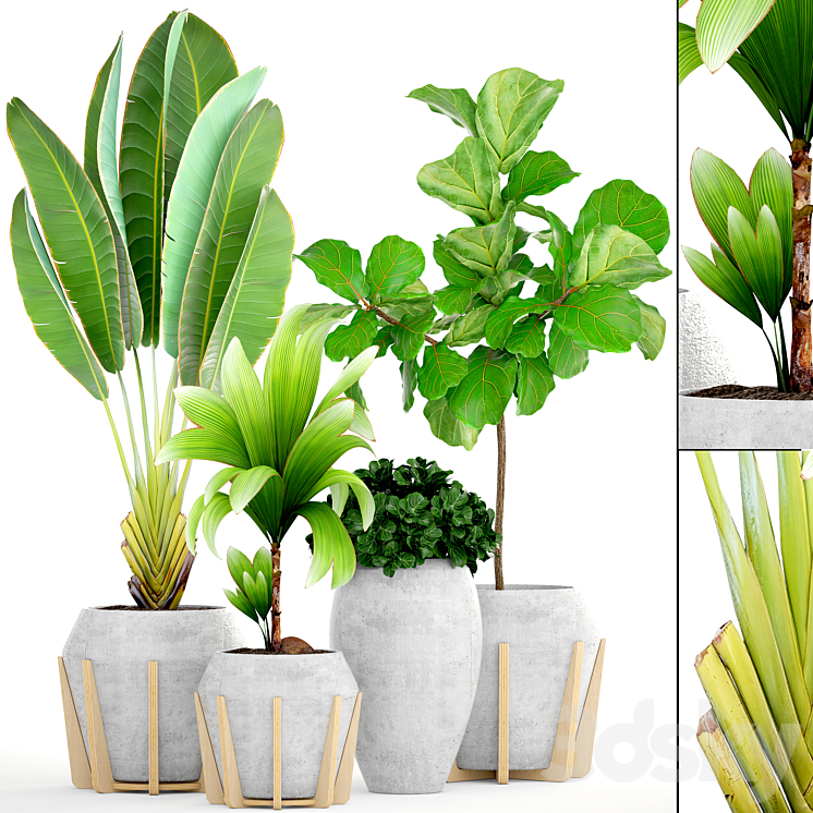 Collection of plants 147.Tropical plant Concrete flowerpot flower pot Ficus lyrata tree bush coconut tree exotic decorative 3DS Max - thumbnail 1