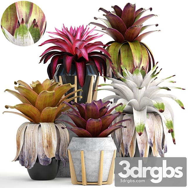 Collection of plants 153. bromelia, bush, plants, pot, flowerpot, bromeliad, botanical, garden, decorative, tropical - thumbnail 1