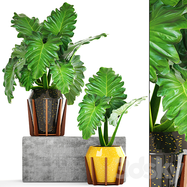 Collection of plants 154. Philodendron. pot. flowerpot. bush. tropical. indoor. decorative 3DSMax File - thumbnail 1