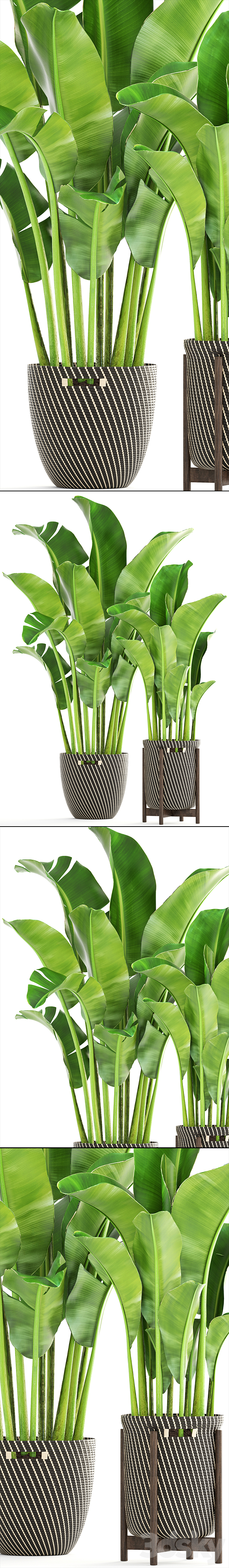 Collection of plants 161. Banana palm Basket rattan flower interior decorative strelitzia flowerpot 3DS Max Model - thumbnail 2