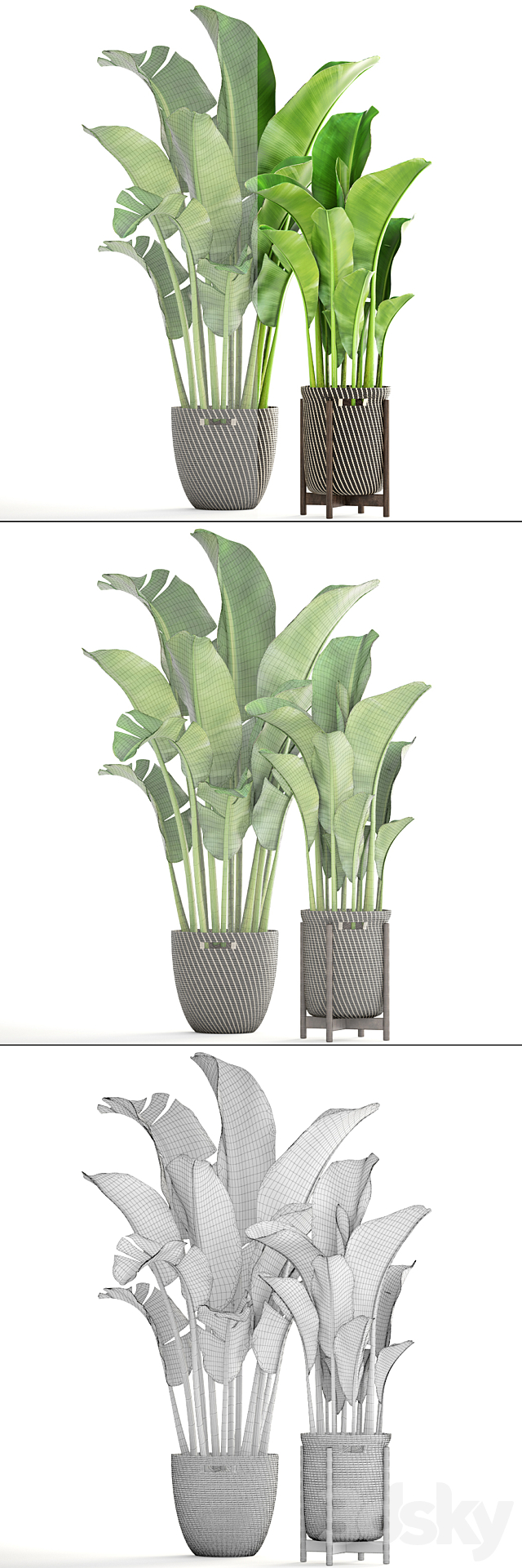 Collection of plants 161. Banana palm Basket rattan flower interior decorative strelitzia flowerpot 3DS Max Model - thumbnail 3