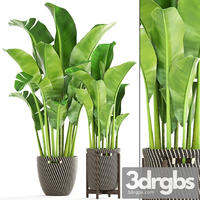 Collection of plants 161. banana palm, basket, rattan, flower, interior, decorative, strelitzia, flowerpot - thumbnail 1