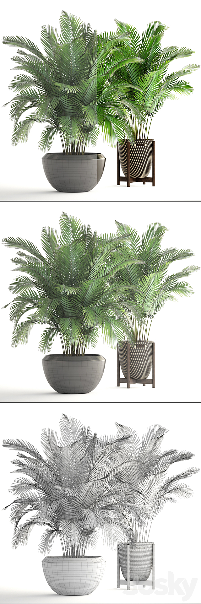 Collection of plants 164. Areca Palm kentia hoveya areca pot bush basket flowerpot interior Howea 3DS Max Model - thumbnail 3