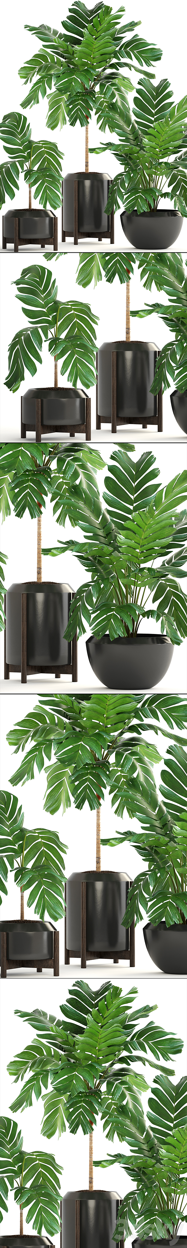 Collection of plants 167. Chamaedorea elegans Chamaedorea graceful bush pot flower palm tree flowerpot interior 3DS Max Model - thumbnail 2