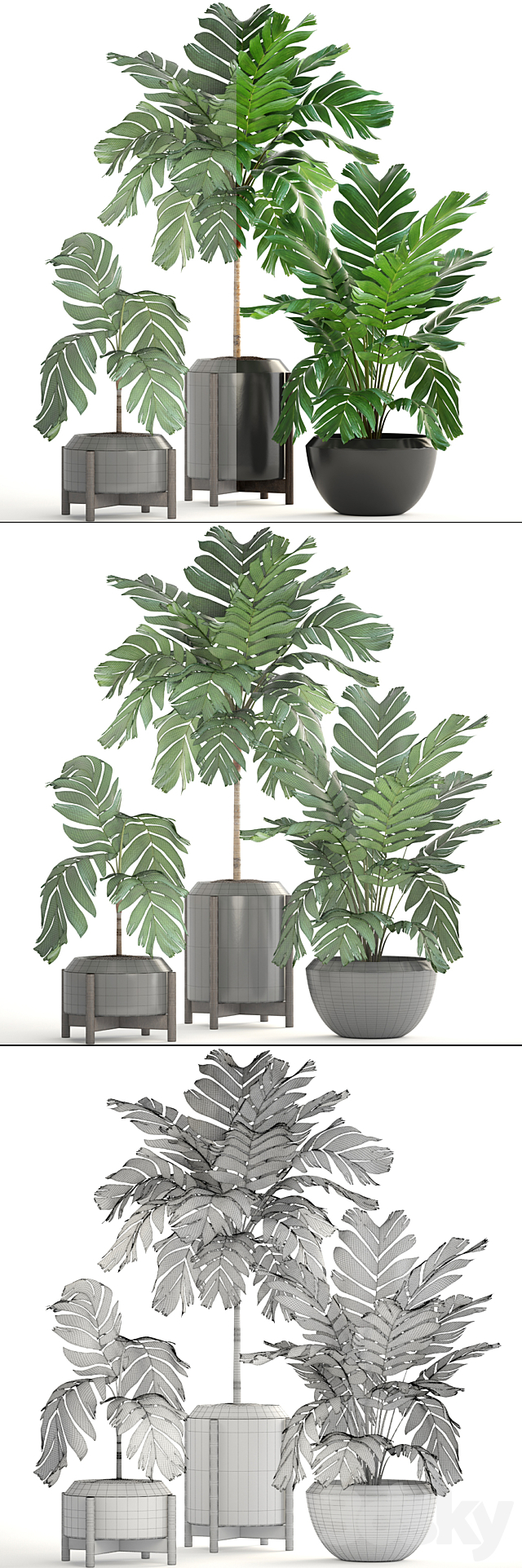 Collection of plants 167. Chamaedorea elegans Chamaedorea graceful bush pot flower palm tree flowerpot interior 3DS Max Model - thumbnail 3