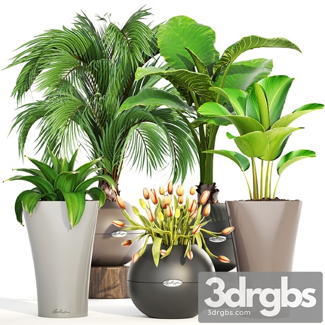 Collection of plants 191. decorative palm tree, alocasia, tulip, agave, pot, flower, calathea, round flowerpot - thumbnail 1