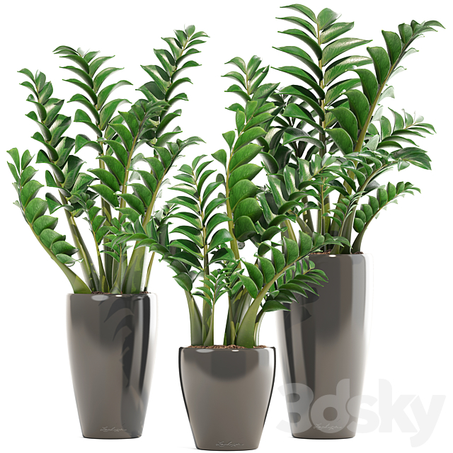 Collection of plants 192. Zamioculcas. flower. pot. bush. flowerpot. interior. decorative 3DSMax File - thumbnail 1