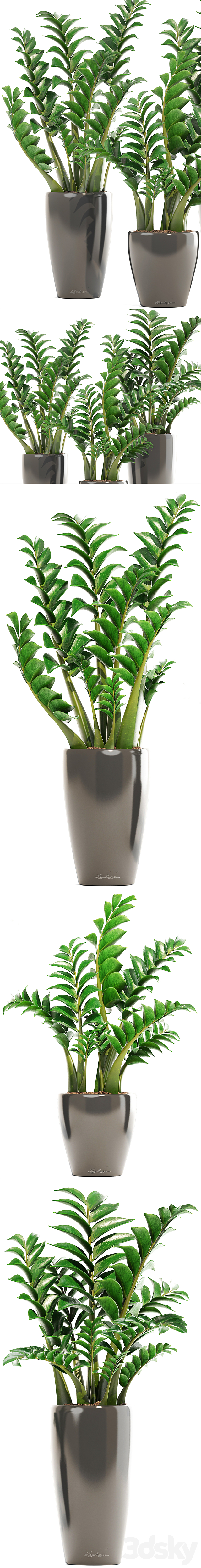 Collection of plants 192. Zamioculcas. flower. pot. bush. flowerpot. interior. decorative 3DSMax File - thumbnail 2