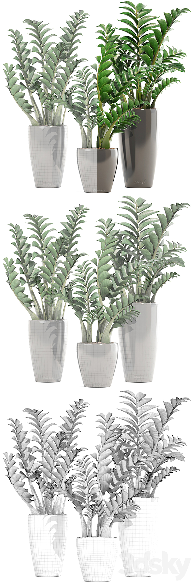 Collection of plants 192. Zamioculcas. flower. pot. bush. flowerpot. interior. decorative 3DSMax File - thumbnail 3