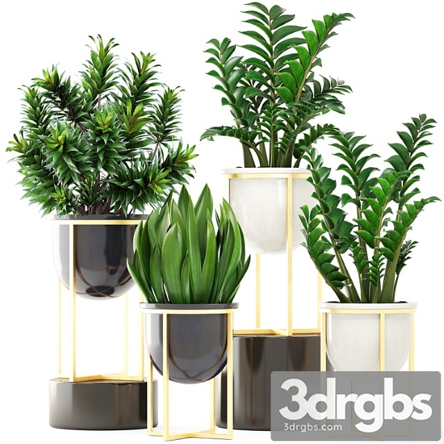 Collection of plants 194. luxury pot, gold, dracaena, bush, flower, flowerpot, zamioculcas, interior, decorative, sansevieria - thumbnail 1