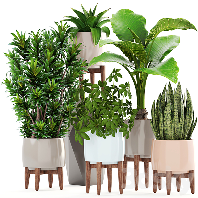 Collection of plants 196. Dracaena. bush. alocasia. flower. pot. flowerpot. interior. decorative 3DSMax File - thumbnail 1