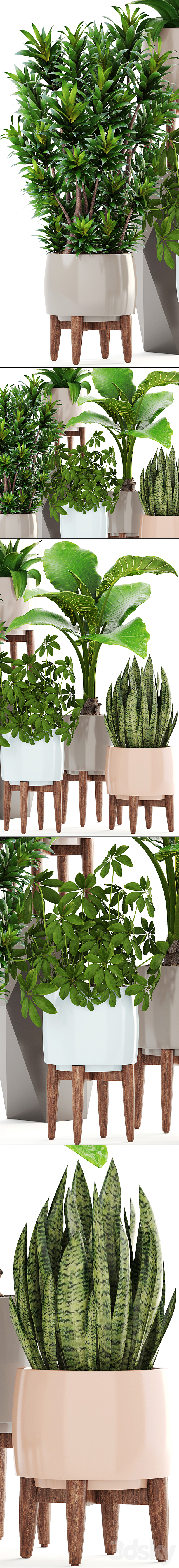 Collection of plants 196. Dracaena. bush. alocasia. flower. pot. flowerpot. interior. decorative 3DSMax File - thumbnail 2