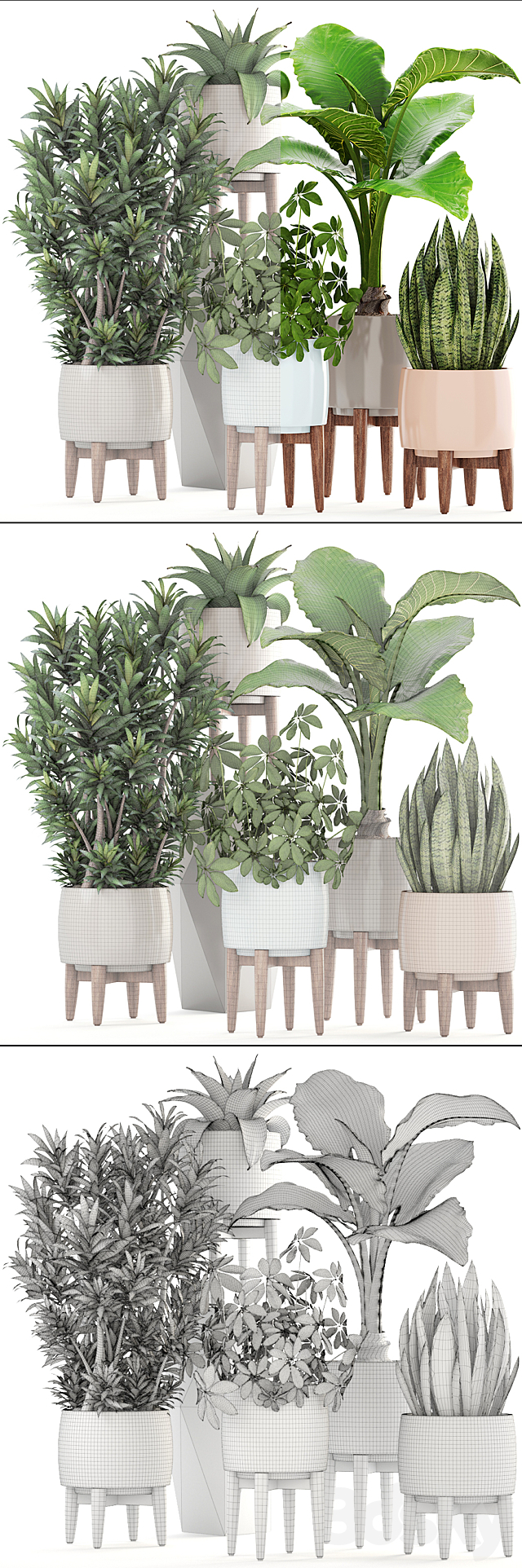 Collection of plants 196. Dracaena. bush. alocasia. flower. pot. flowerpot. interior. decorative 3DSMax File - thumbnail 3