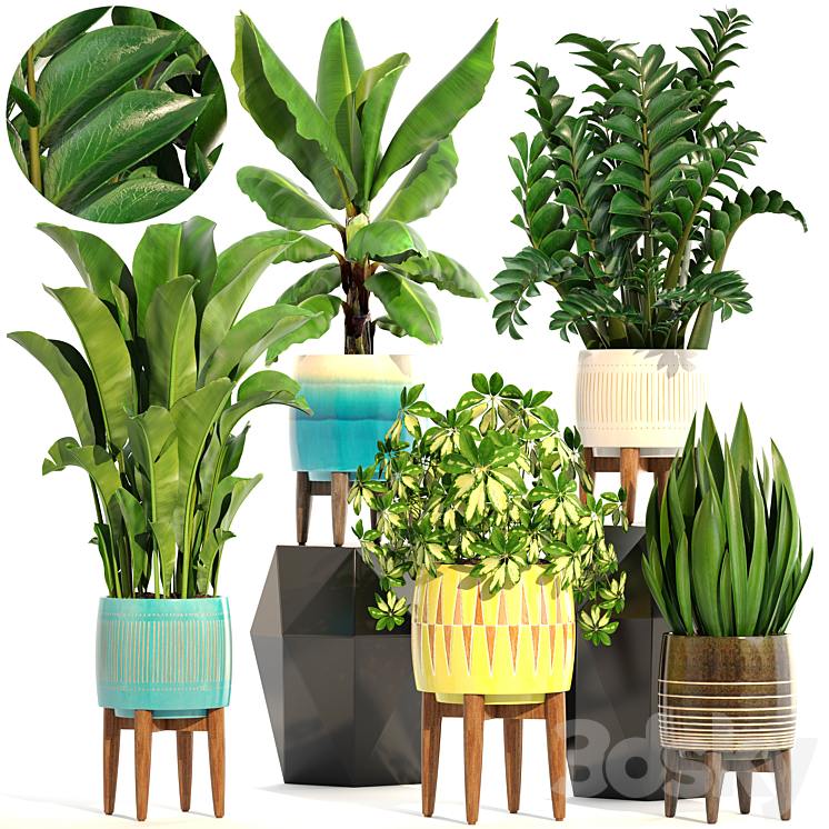 Collection of plants 197. indoor interior banana revenala Zamioculcas sansevieria Schefflera pot flower 3DS Max - thumbnail 1