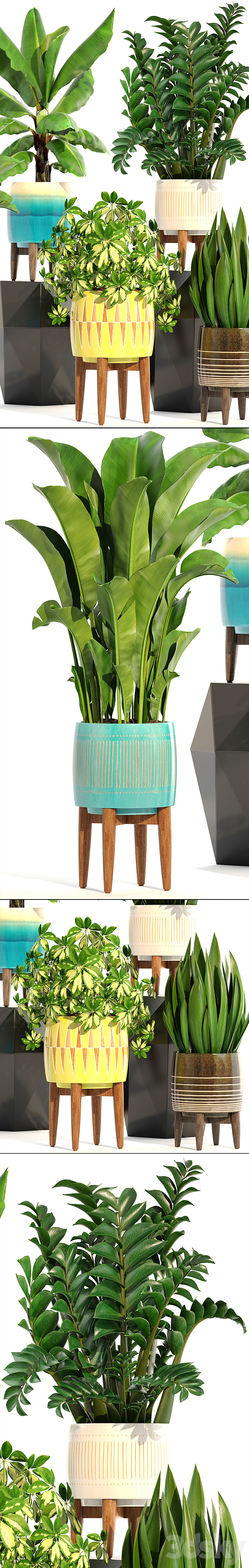 Collection of plants 197. indoor interior banana revenala Zamioculcas sansevieria Schefflera pot flower 3DS Max - thumbnail 2