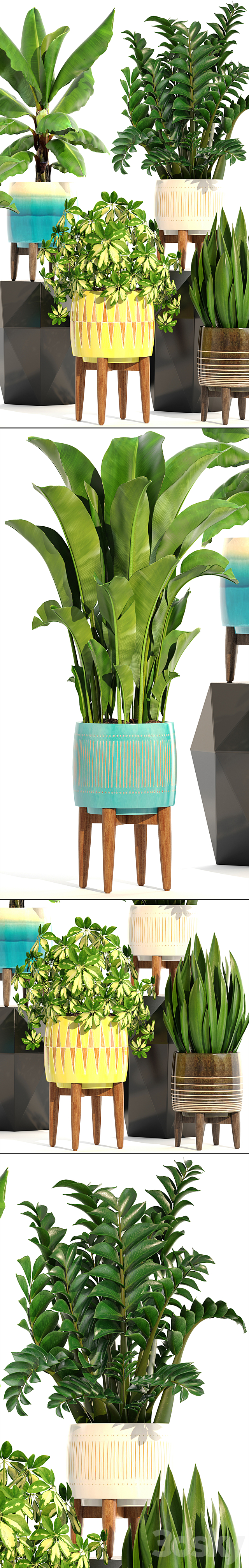 Collection of plants 197. indoor. interior. banana. revenala. Zamioculcas. sansevieria. Schefflera. pot. flower 3DSMax File - thumbnail 2