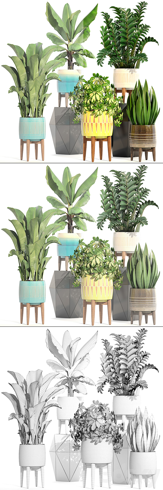 Collection of plants 197. indoor. interior. banana. revenala. Zamioculcas. sansevieria. Schefflera. pot. flower 3DSMax File - thumbnail 3