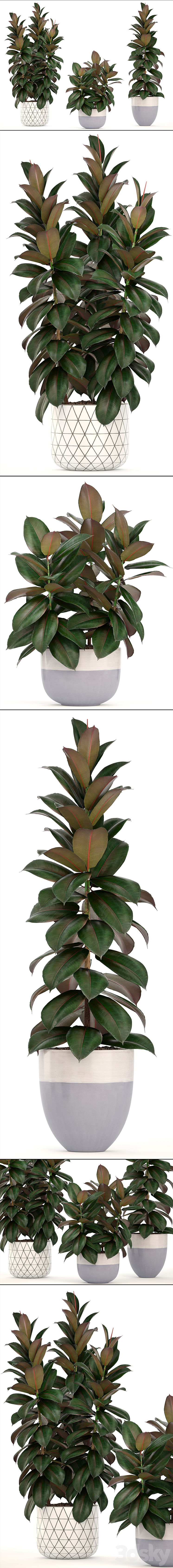 Collection of plants 204. Ficus robusta tree bush interior indoor plants pot flowerpot Scandinavian style ficus abidjan 3DS Max - thumbnail 2